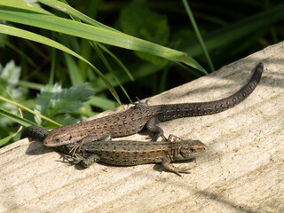 Two Common Lizards Resting on Wood
