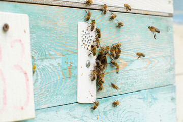 A cluster of bees at the entrance to the hive, access control in a bee colony