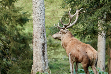 Male red deer (Cervus elaphus) stag with large antlers standing in the forest