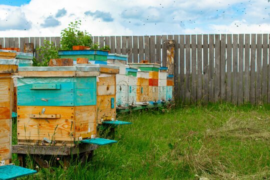 Row of wooden hives in a bee apiary, many bees flying in front of bee hives