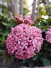 Obraz premium pink and purple flower