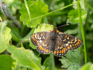 Marsh Fritillary Butterfly With its Wings Open
