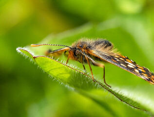 Marsh Fritillary Butterfly With its Wings Open