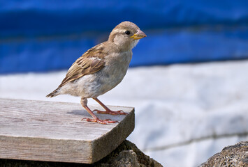 Haussperling - Spatz (Passer domesticus) Weibchen steht auf einem dicken Brett vor der blau weißen...
