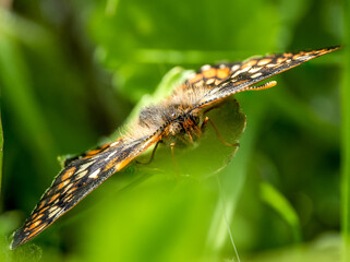 Marsh Fritillary Butterfly With its Wings Open