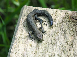Common Lizard Resting on Wood