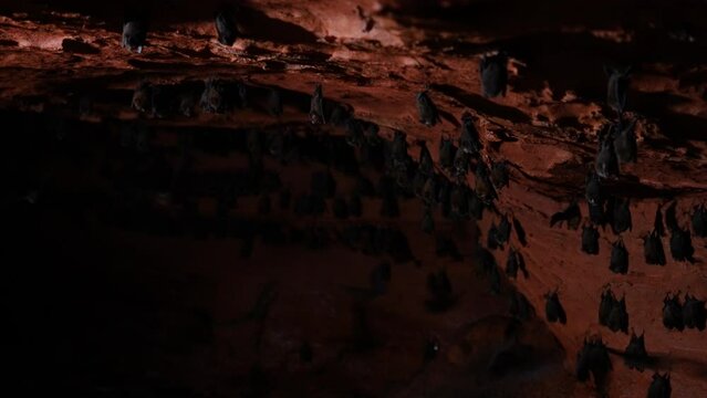 bats in cave Africa 4K