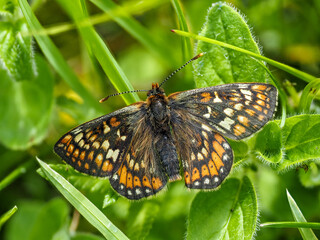 Marsh Fritillary Butterfly With its Wings Open