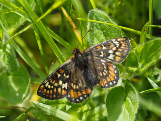 Marsh Fritillary Butterfly With its Wings Open