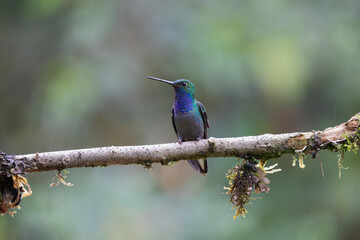 Perched Hummingbird 