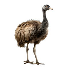 emu isolated on transparent or white background - obrazy, fototapety, plakaty