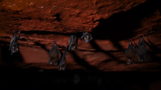 bats in cave Africa 4K