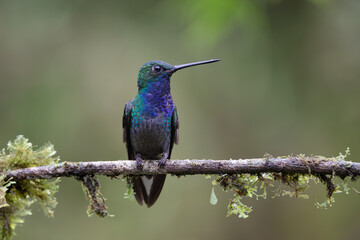 Perched Hummingbird 