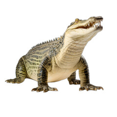 crocodile isolated on transparent or white background