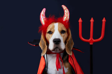 Portrait of a beagle dog with devil horns, a red and black cape and a trident as a costume for...