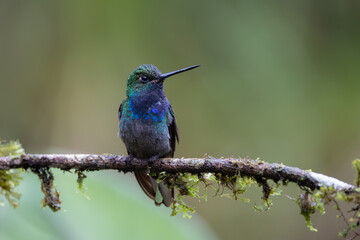 Perched Hummingbird 