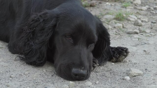 a black retriever dog is sleeping,a black retriever dog is sleeping
a Flat-coated Retriever dog is resting in the yard