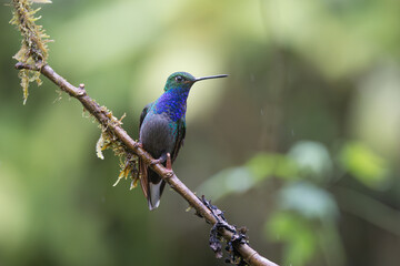 Perched Hummingbird 