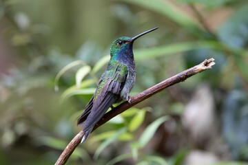 Fototapeta premium Perched Hummingbird 
