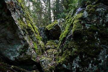two large rocks with moss covering them near a forest filled with trees