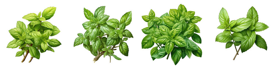 Holy Basil  Herbs And Leaves Hyperrealistic Highly Detailed Isolated On Transparent Background Png File