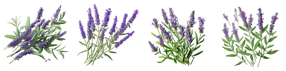 Lavender  Herbs And Leaves Hyperrealistic Highly Detailed Isolated On Transparent Background Png File