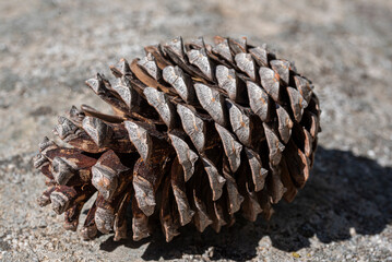 Pine cone close up, strobilus or cone, macro