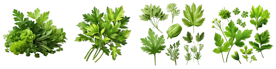 Lovage  Herbs And Leaves Hyperrealistic Highly Detailed Isolated On Transparent Background Png File - obrazy, fototapety, plakaty