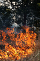 A stunning veld fire in a field in between a suburb and a railway. Showing the death and destruction of an uncontrolled fire. looks like a war scene showing the after effects.