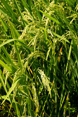 Philippines -2023-0347