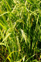 Philippines -2023-0345