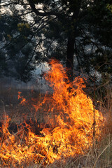 A stunning veld fire in a field in between a suburb and a railway. Showing the death and destruction of an uncontrolled fire. looks like a war scene showing the after effects.