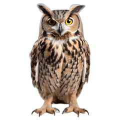 Fototapeta premium owl isolated on transparent or white background