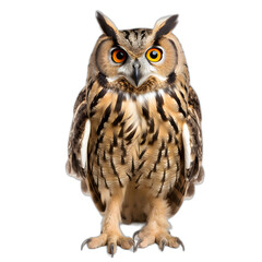 owl isolated on transparent or white background
