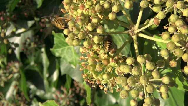 Common Wasps (Vespula vulgaris) and a digger wasp joined by a hoverfly, feeding on Ivy flowers (Hedera helix) October, Kent, UK [Slow motion x5]