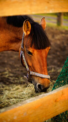 Closeup portrait of horse on farm