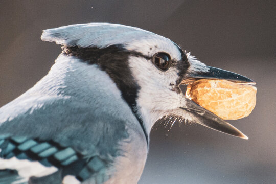 close up of a blue jay with peanut