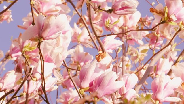 pink Chinese or saucer magnolia flowers, buds sway in wind against blue sky, genus of flowering plants of Magnolia family, flora europe, nature conservation, environmental concept, banner for designer