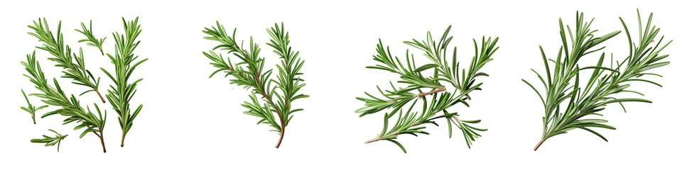 Rosemary  Herbs And Leaves Hyperrealistic Highly Detailed Isolated On Transparent Background Png File - obrazy, fototapety, plakaty