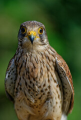 Portrait eines Turmfalken (Falco tinnunculus)