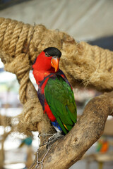 red and green macaw, smart Parrot bird