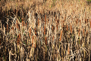 Cattails in a field