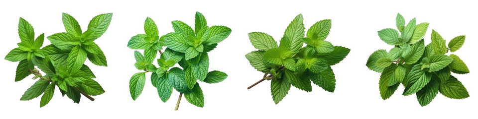 Spearmint  Herbs And Leaves Hyperrealistic Highly Detailed Isolated On Transparent Background Png File