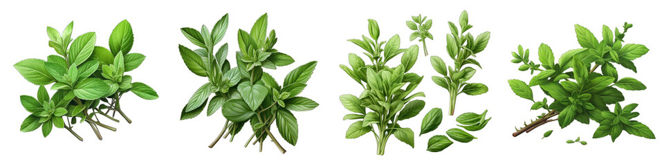 Stevia  Herbs And Leaves Hyperrealistic Highly Detailed Isolated On Transparent Background Png File