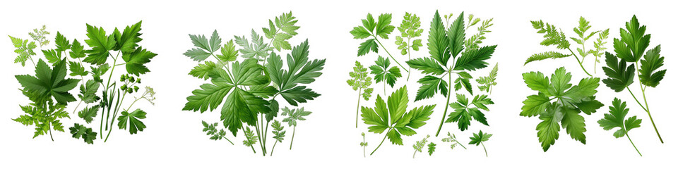 Sweet Cicely  Herbs And Leaves Hyperrealistic Highly Detailed Isolated On Transparent Background Png File - obrazy, fototapety, plakaty