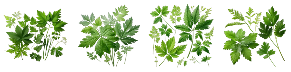 Fotobehang Sweet Cicely  Herbs And Leaves Hyperrealistic Highly Detailed Isolated On Transparent Background Png File © Wander Taste