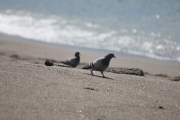 pigeon on the beach