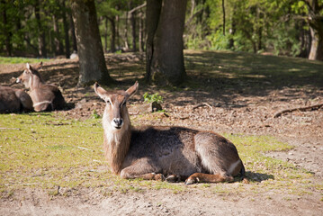 deer in the forest