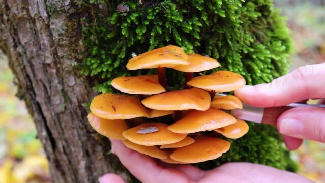 Collecting enoki in the forest. A girl cuts Flammulina velvetypodia with a knife.