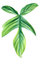 Exotic green plant philodendron, palm leaves, monstera on an isolated white background, watercolor illustration